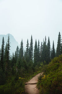 Dirt road amidst plants and trees against sky