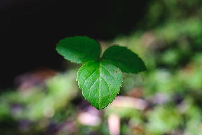 Close-up of plant growing outdoors