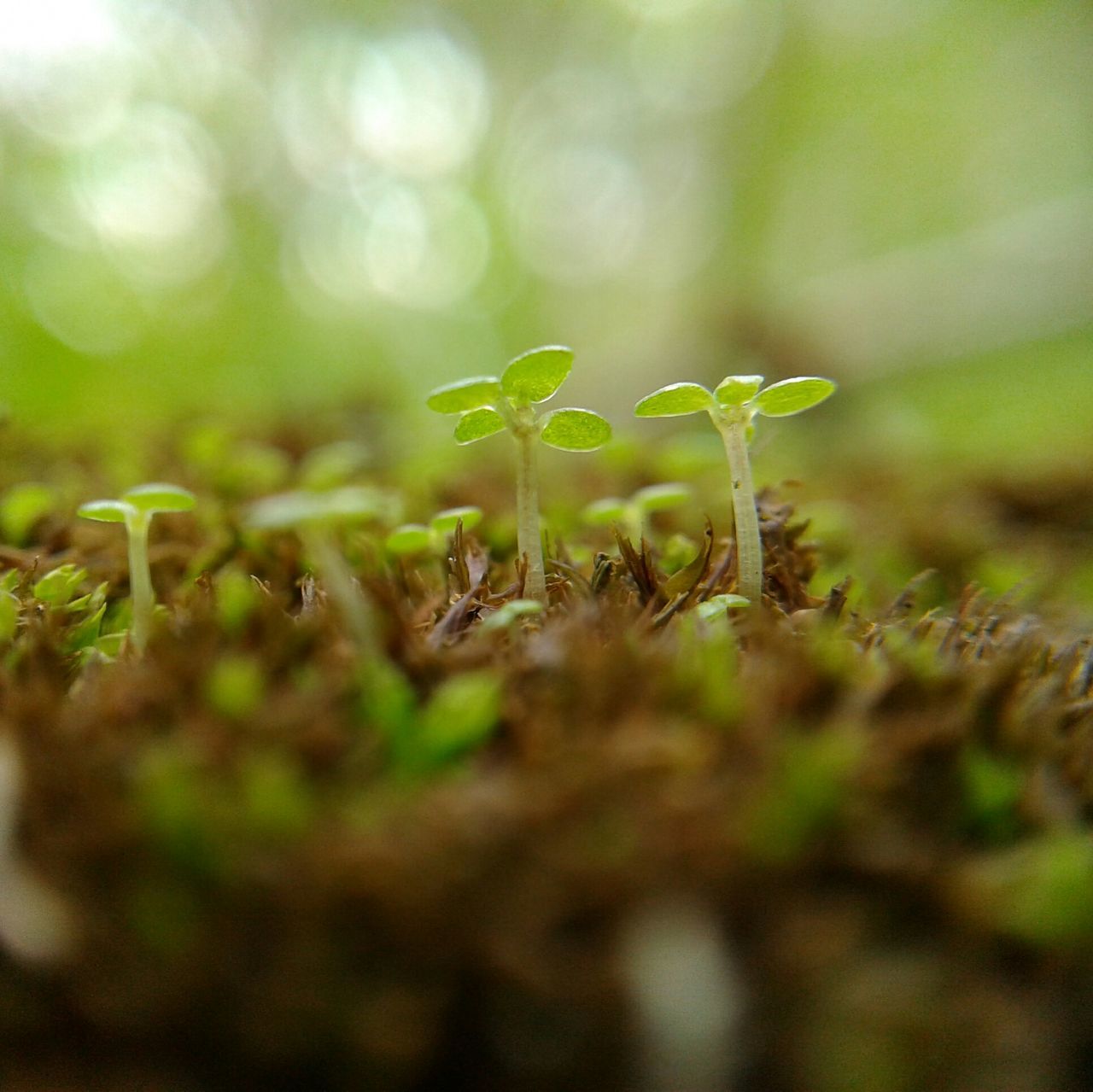 nature, growth, beauty in nature, plant, green color, surface level, no people, close-up, outdoors, tranquility, fragility, day, grass