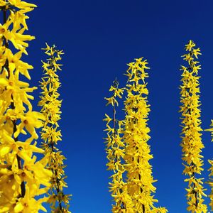 Low angle view of yellow flowering plants against clear blue sky