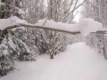 Scenic view of snow covered tree