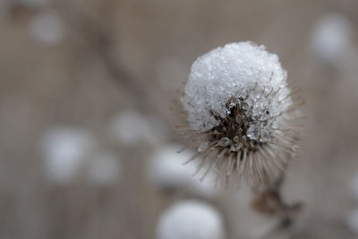 Close-up of frozen plant