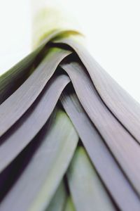 Close-up of leaf