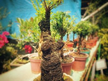 Potted plants on the wall