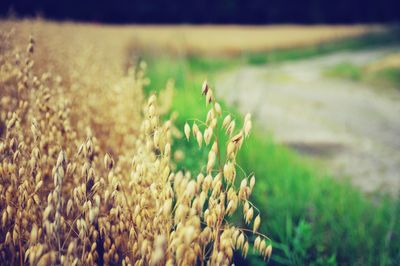 Close-up of plants growing in field