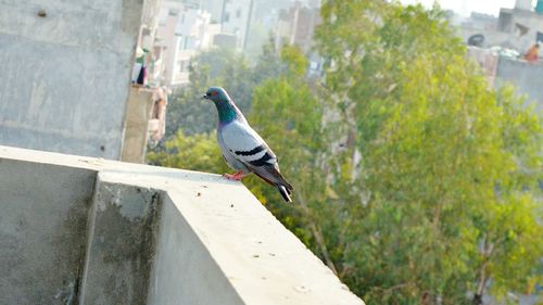 Tilt image of pigeon on retaining wall