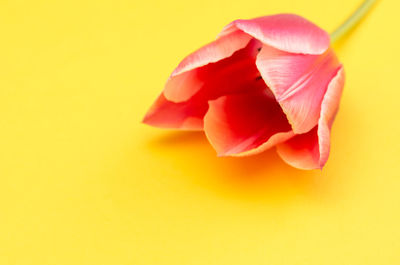 Close-up of red tulip against yellow background