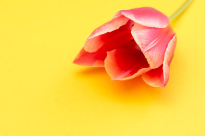 Close-up of red rose against yellow background