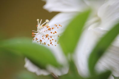 Close-up of white flowering plant