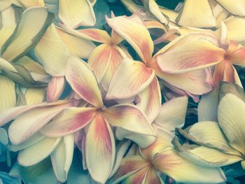 Full frame shot of flowers