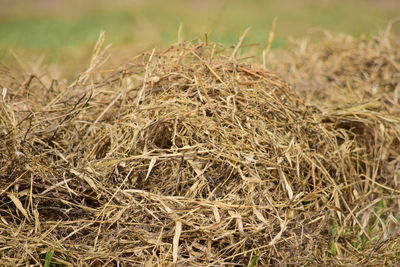 Close-up of hay on field