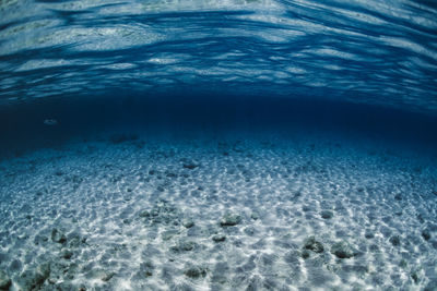 View of fish underwater