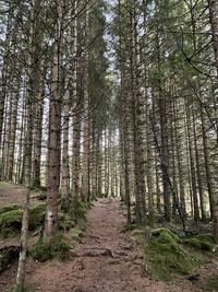 Footpath amidst trees in forest