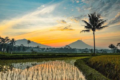 Scenic view of agricultural field against sky during sunset