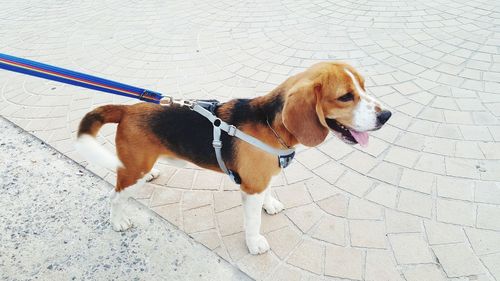 High angle view of a dog looking away