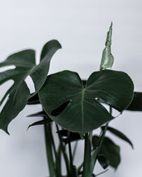 Close-up of leaves against white background