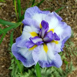 Close-up of purple flower