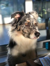 Close-up of a dog looking away