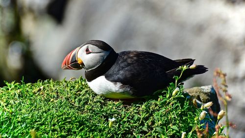 Close-up of atlantic puffin relaxing on rock