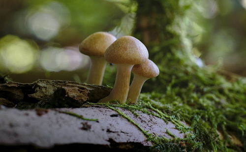 Close-up of mushroom growing on tree