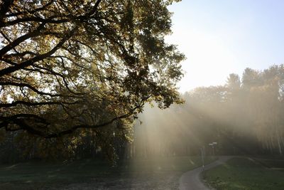 Trees by plants against sky in foggy weather