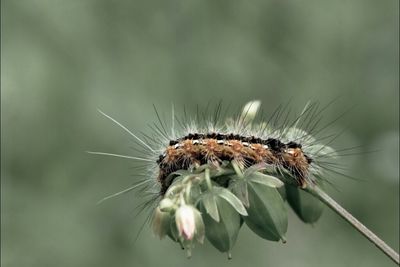 insect