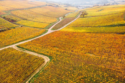 Aerial view of agricultural field. aerial view of vineyards in autumn. vineyard on autumn. 