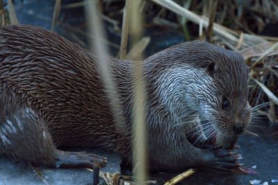 Close-up of otter