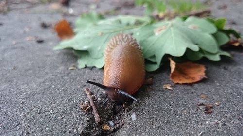 Close-up of snail on leaf