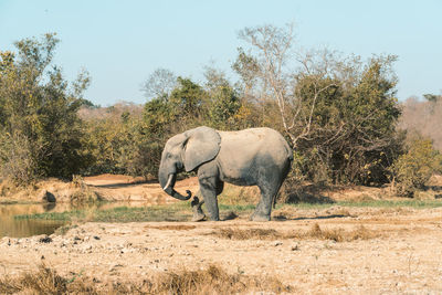 Elephant in a field