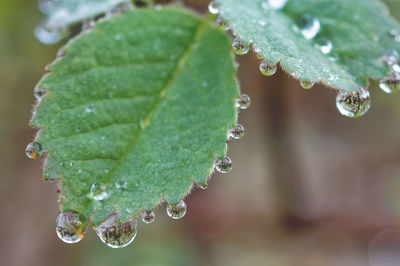 Close-up of water drops on leaf