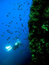 Low angle view of fishes swimming in sea