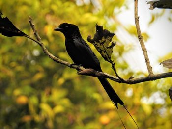Bird perching on tree