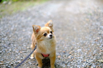 Dog looking away on road in city