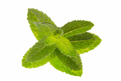 Close-up of green leaves against white background