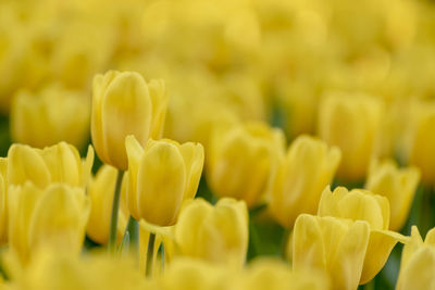 Close-up of yellow flowers on field