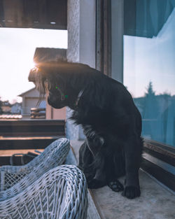 Dog looking at camera while sitting on window
