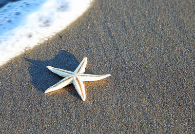 High angle view of crab on sand