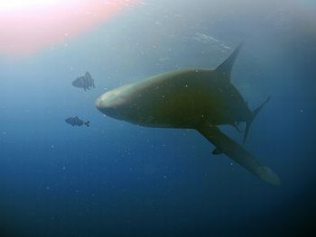 Fish swimming in sea