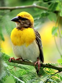 Close-up of bird perching on branch