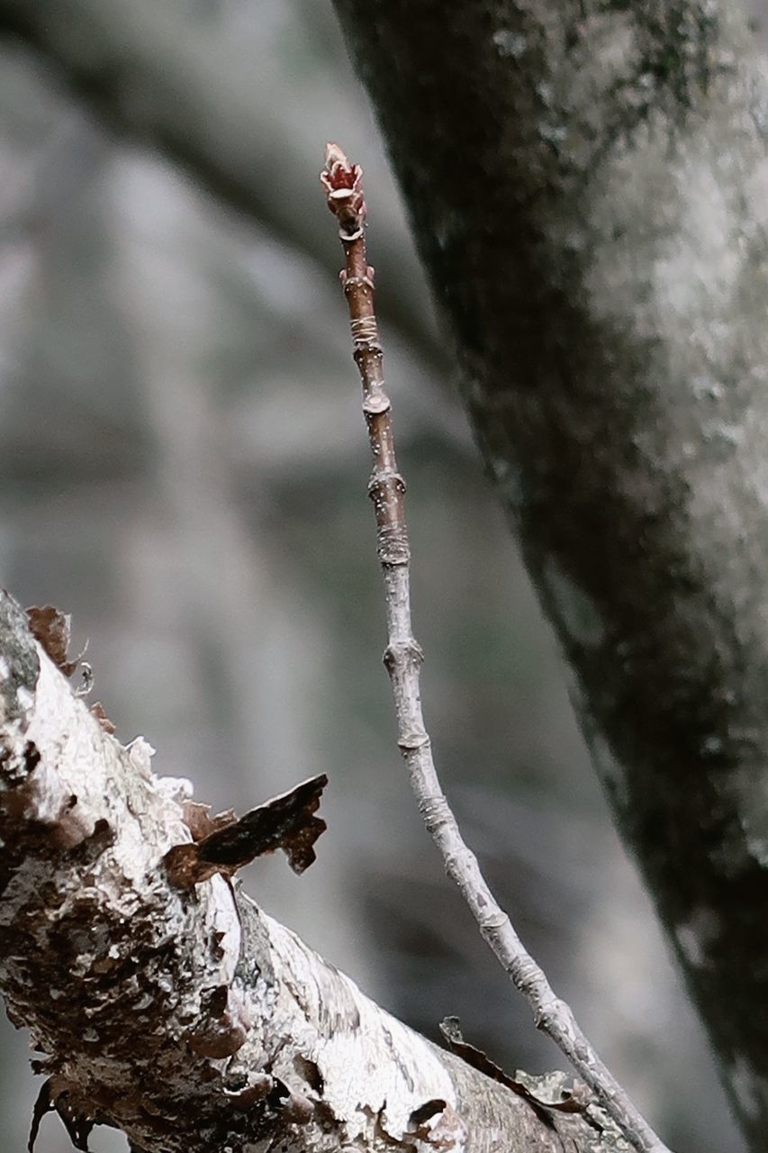 CLOSE-UP OF FROZEN PLANT ON TREE