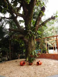 Trees growing on tree trunk