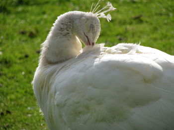 Close-up of swan on field