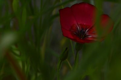 Close-up of red flower on field