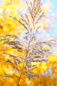 Close-up of yellow flowers against sky