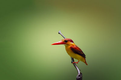 Close-up of bird perching on a leaf