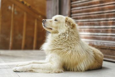 Close-up of a dog looking away