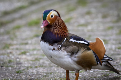 Close-up of a bird
