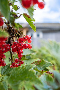 Close-up of red berries growing on plant