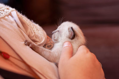 Close-up of hand holding kitten